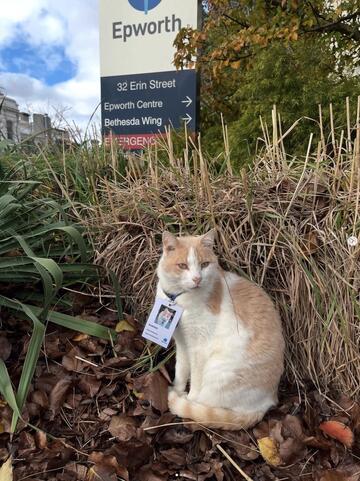 Elwood is back at Epworth Richmond with a new security badge